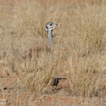 Outarde de Ruppell (Naukluft)