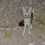 Renard du Cap (Naukluft)