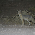 Renard du Cap (Naukluft)