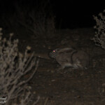 Scrub hare (Naukluft)