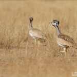 Outarde de Ruppell (Naukluft)