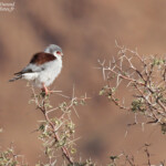 Fauconnet pygmée (Naukluft), Namibie 2015