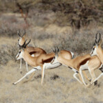 Springbok (Naukluft)