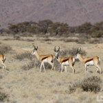 Springbok (Naukluft)
