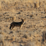 Chacal (Naukluft)