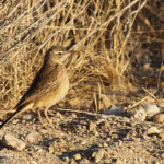 Pipit africain, sud de Windhoek