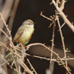 Prinia à plastron (Black-chested prinia)