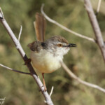 Prinia à plastron (Black-chested prinia)