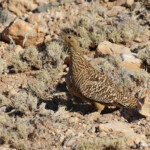 Ganga namaqua, sud de Windhoek