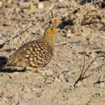 Ganga namaqua (mâle) au sud de Windhoek