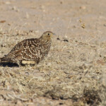 Ganga namaqua (femelle) au sud de Windhoek