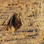 Ganga Namaqua (Namaqua sandgrouse)
