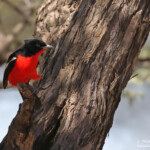 Crimson-breasted Shrike, Gonomek rouge et noir, sud de Windhoek