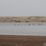 Skeleton coast