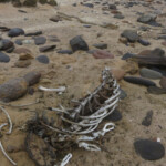 Skeleton coast porte bien son nom !