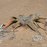 Welwitschia mirabilis, Parc National de la Skeleton coast