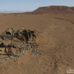 Welwitschia mirabilis, Parc National de la Skeleton coast