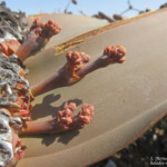 Welwitschia mirabilis, Parc National de la Skeleton coast