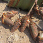 Welwitschia mirabilis, Parc National de la Skeleton coast