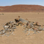 Welwitschia mirabilis, Parc National de la Skeleton coast