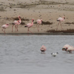 Flamants nains, Skeleton coast