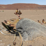 Welwitschia mirabilis, Parc National de la Skeleton coast