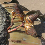 Welwitschia mirabilis, Parc National de la Skeleton coast