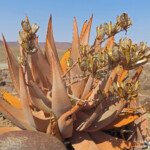 Parc National de la Skeleton coast