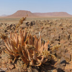 Parc National de la Skeleton coast