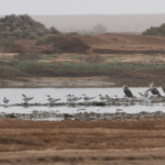 Sterne huppée et Grands cormorans, Skeleton coast