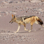 Chacal à chabraque, Skeleton coast