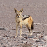 Chacal à chabraque, Skeleton coast