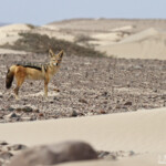 Chacal à chabraque, Skeleton coast
