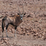 Oryx, Skeleton coast