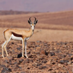 Springbok, Skeleton coast