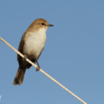 Gobemouche marico (Solitaire)