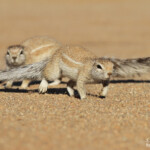 Écureuil terrestre (Solitaire)