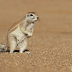 Écureuil terrestre (Solitaire)