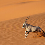 Oryx (Sossusvlei)