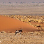 Oryx (Sossusvlei)