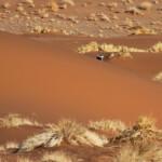 Oryx (Sossusvlei)