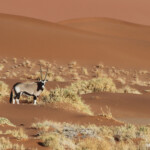Oryx (Sossusvlei)