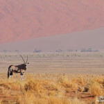 Oryx (Sossusvlei)