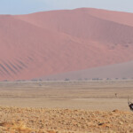 Oryx (Sossusvlei)