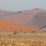 Oryx (Sossusvlei)