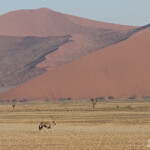 Oryx (Sossusvlei)