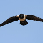 Corbeau pie (Sossusvlei)