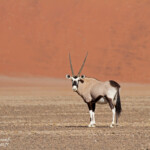 Oryx (Sossusvlei)