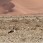 Outarde de Ludwig (Sossusvlei)