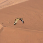 Outarde de Ludwig (Sossusvlei)